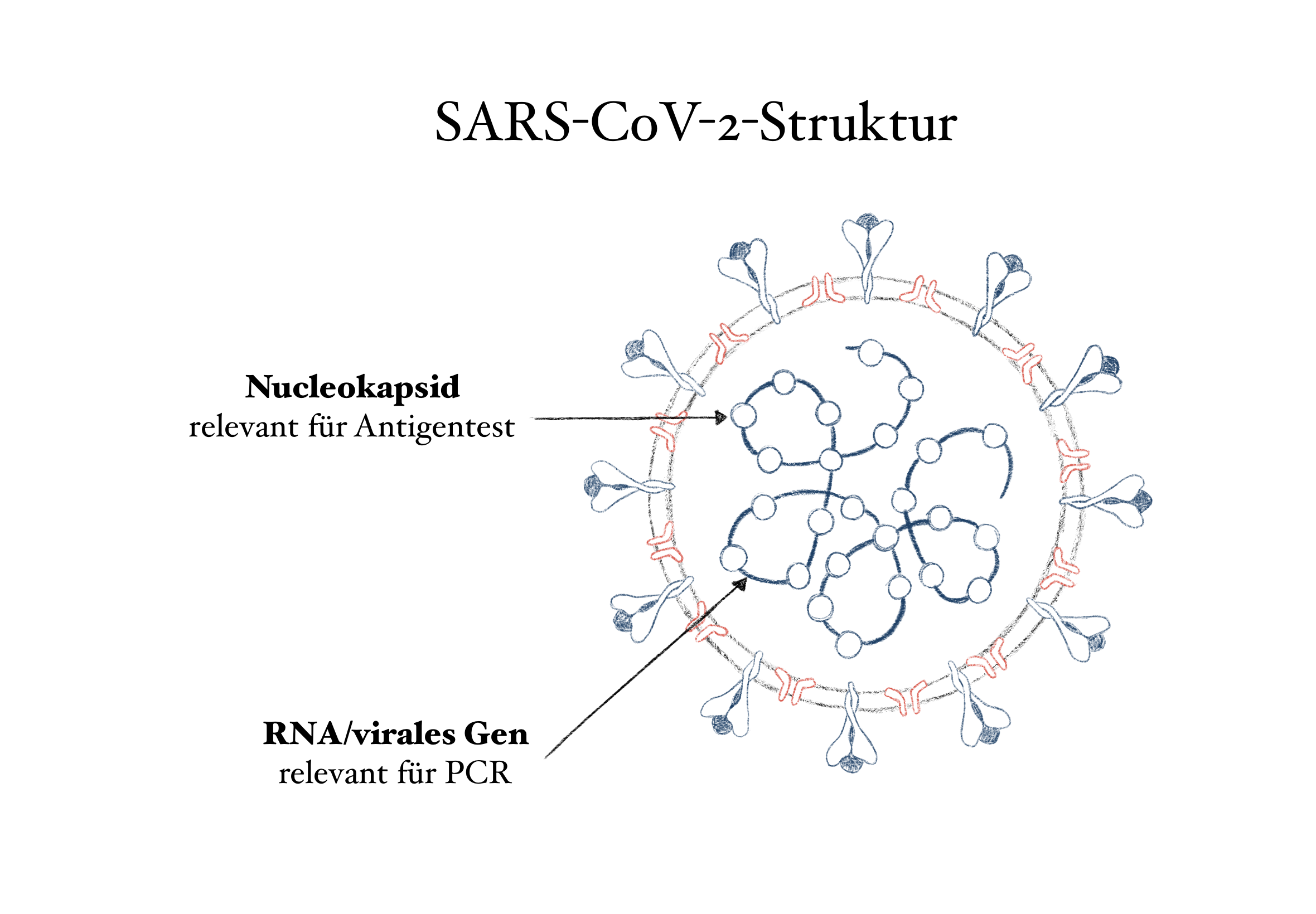 Struktur von SARS-CoV-2 Viren