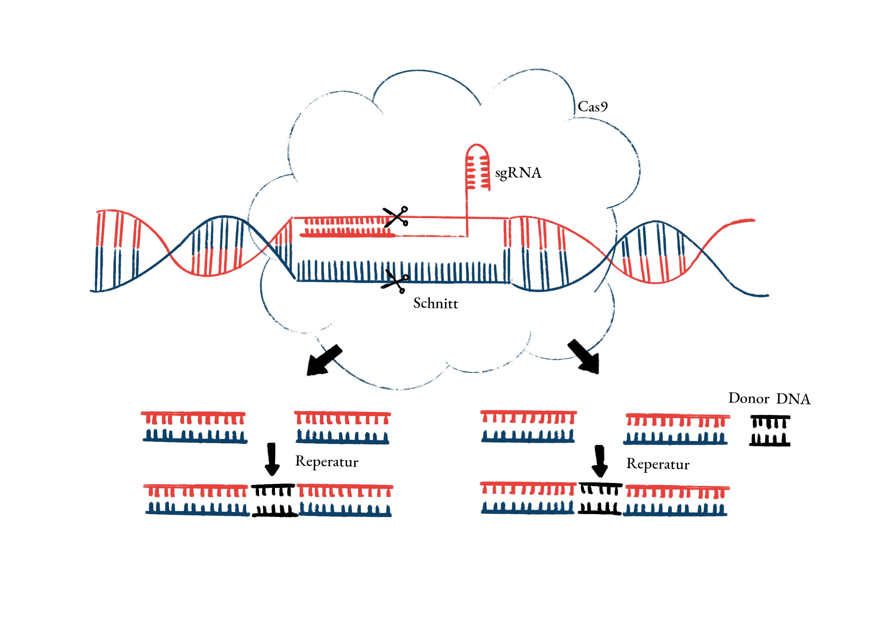 Schematische Darstellung CRISPR/Cas9