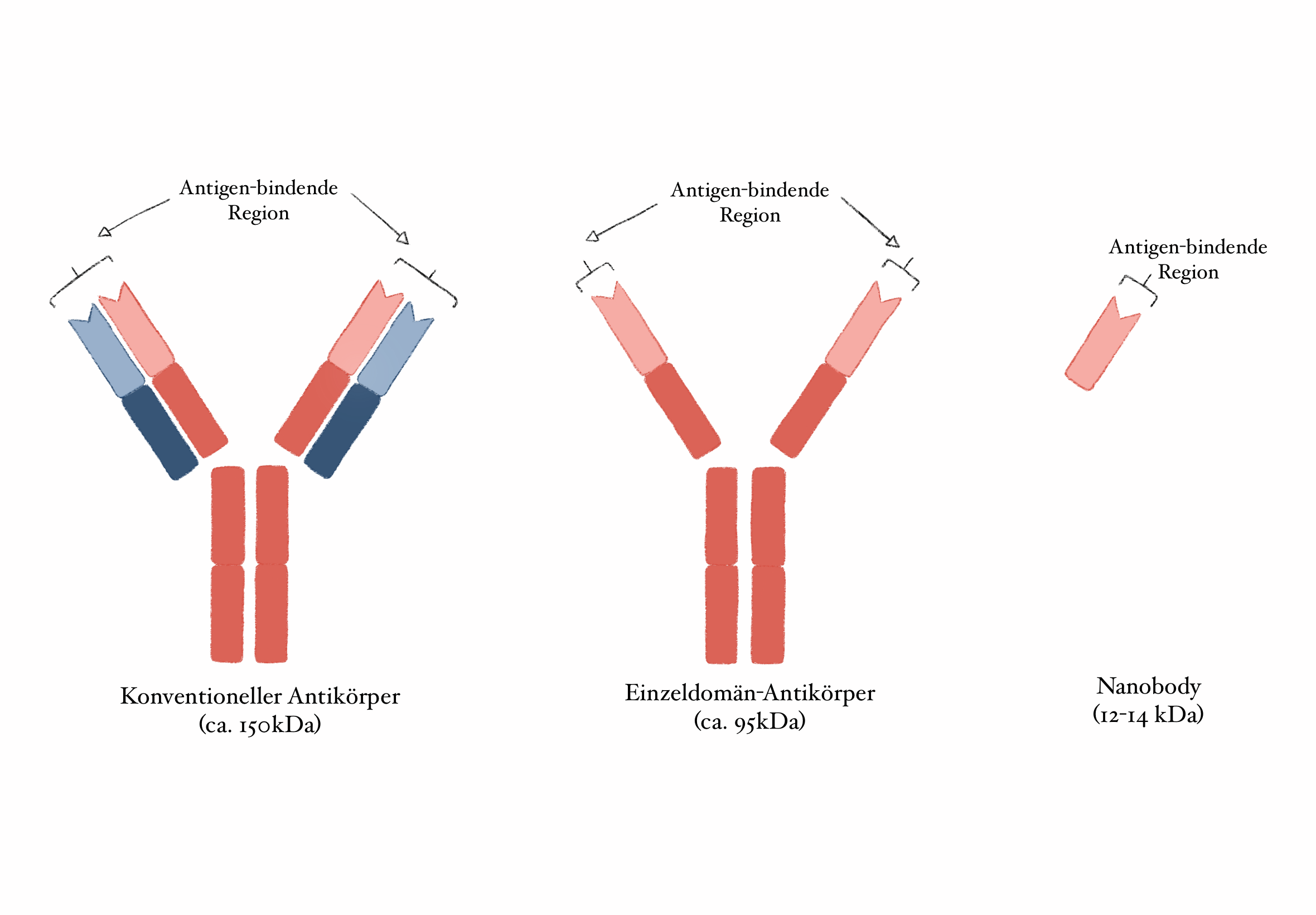 Aufbau Antikörper und Nanobodies
