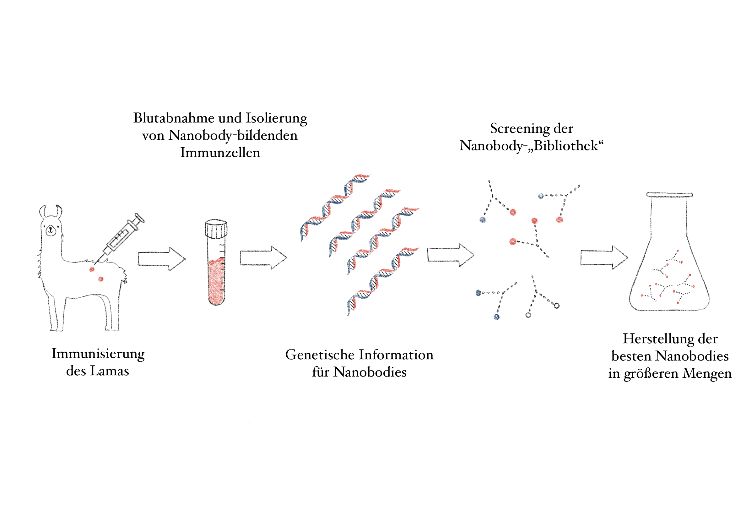 Wie Nanobodies als Antikörper gewonnen werden