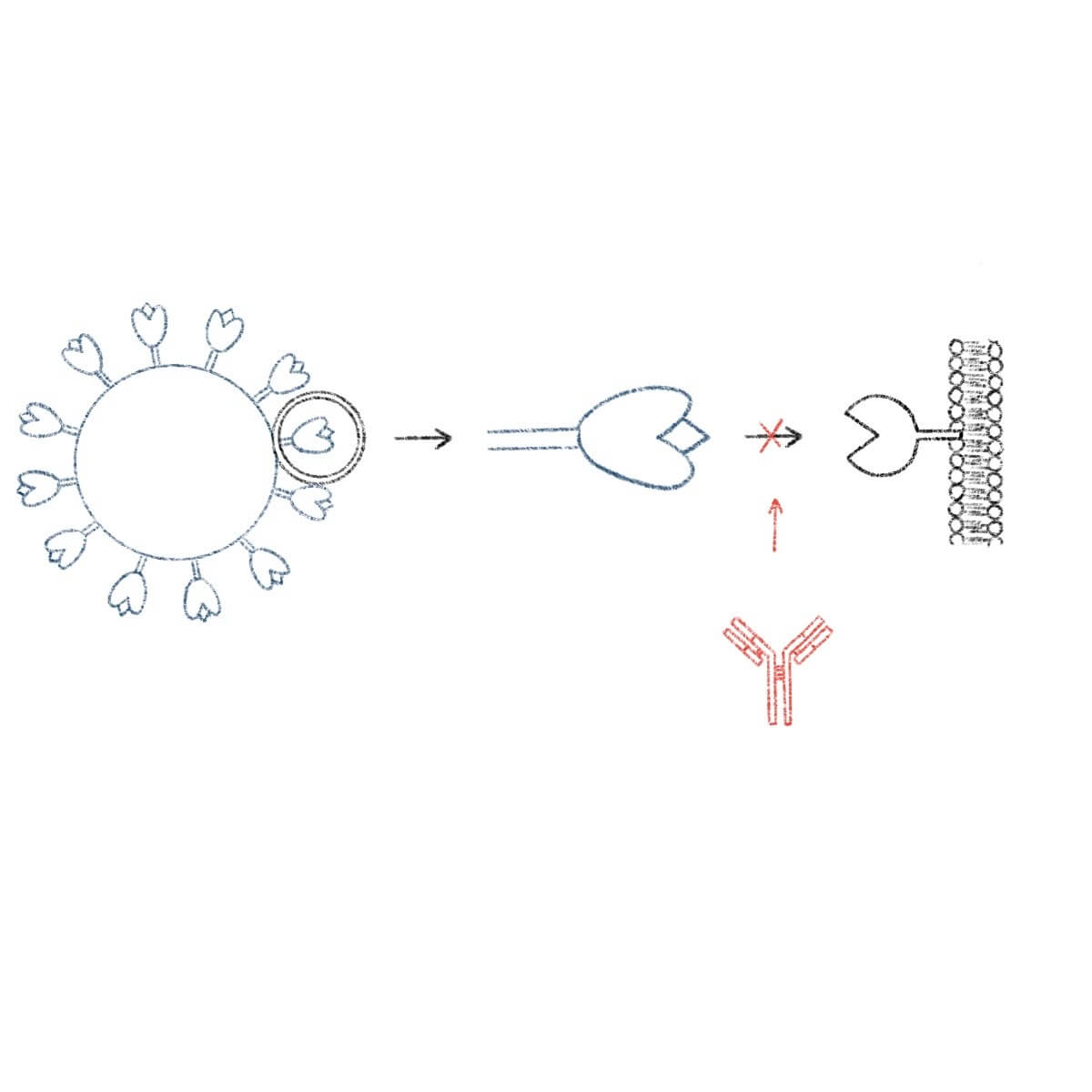 Die Antikörper verhindern eine Bindung des Spike-Proteins an die Zelle