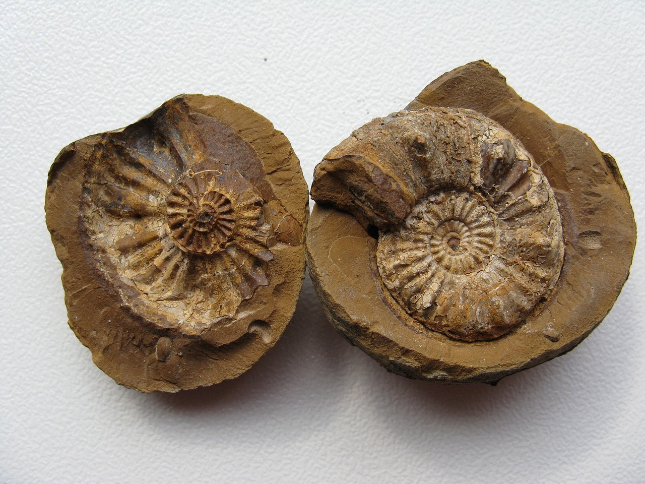 massenaussterben ammoniten