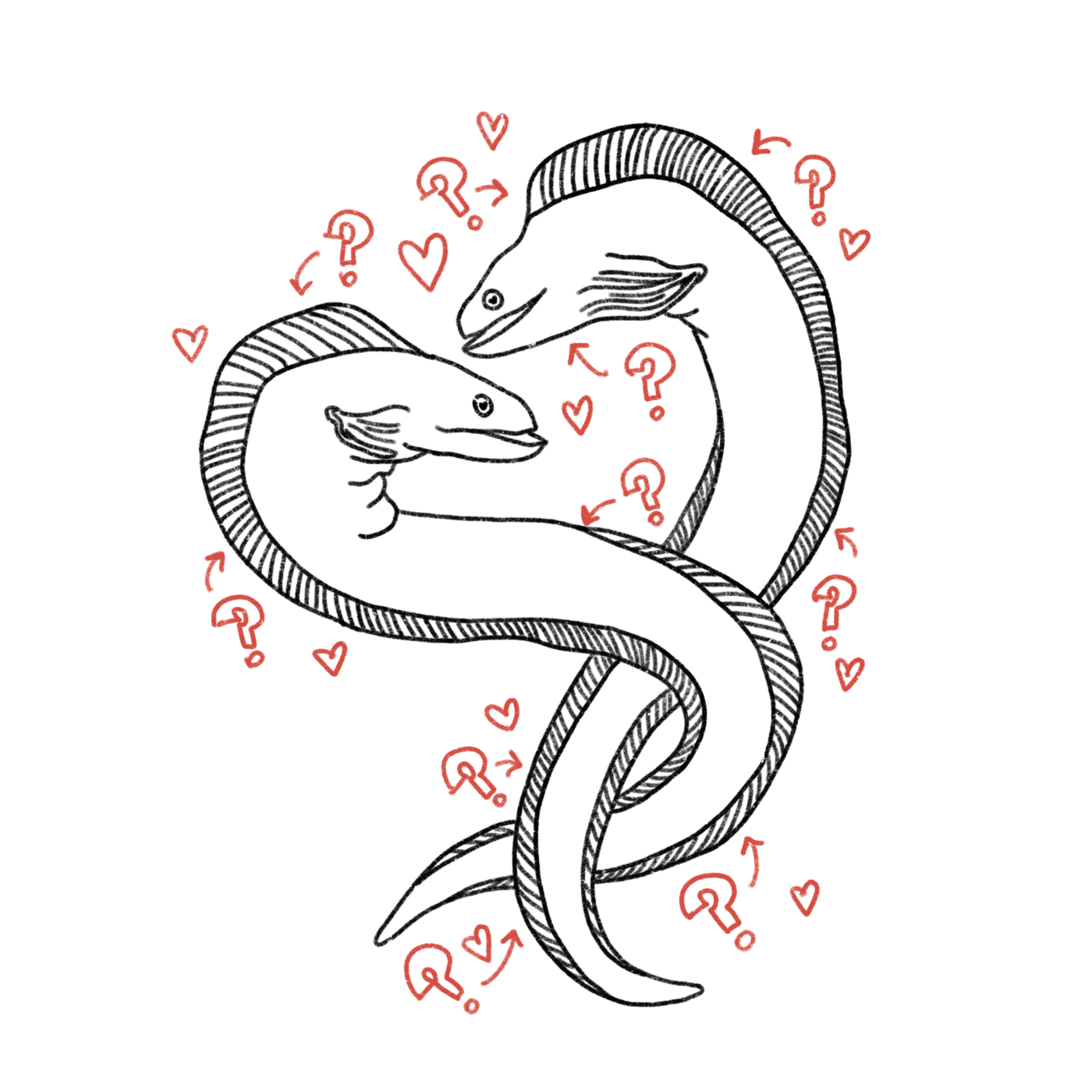 europäische aale beim Paaren, mit vielen Fragezeichen