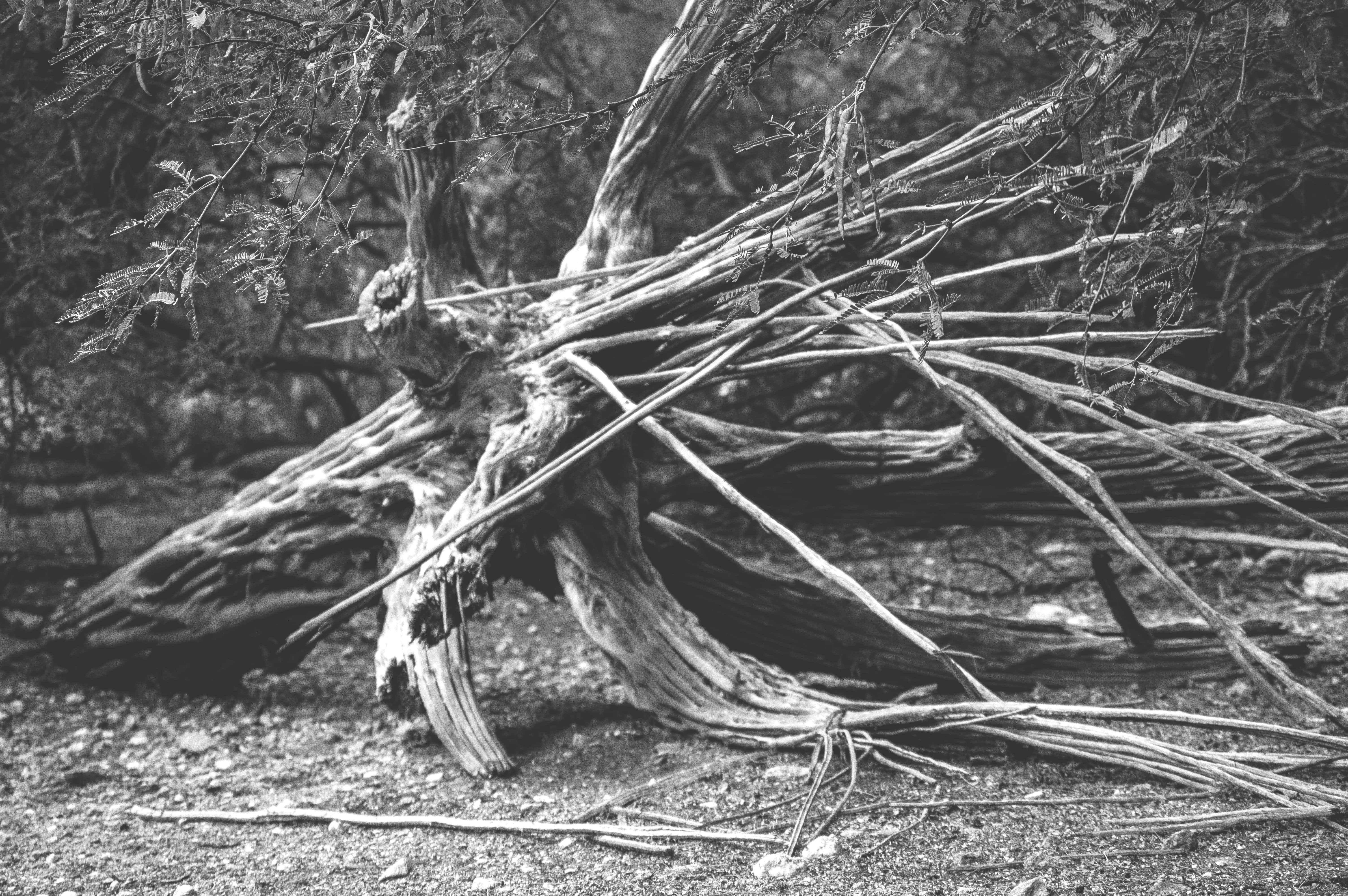 Wurzeln eines verzweigten Baumstammes